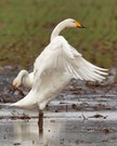 Gegenstück zum schon gezeigten Zwergschwan....