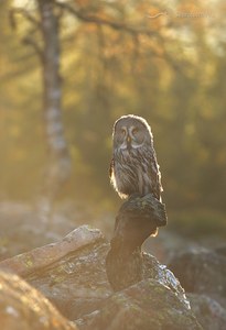 Bartkauz (Strix nebulosa)