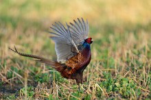 Fasanenhahn (Phasianus colchicus)