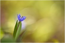 Ein Blaustern kommt selten allein,,,