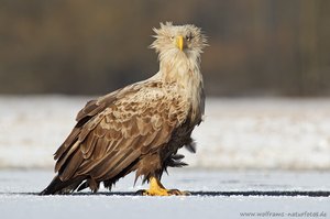 Seeadler