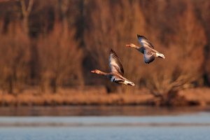 Graugänse im Flug