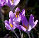 Bienenfreuden