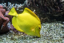 Der gelbe Segeldoktorfisch