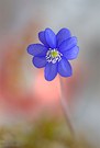 Leberblümchen mit Morgenstimmung
