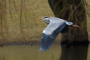 Überflieger