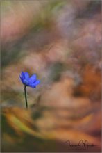 Frühling am Waldboden