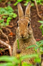 Wildkaninchen (Oryctolagus cuniculus)