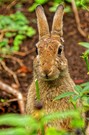 Wildkaninchen (Oryctolagus cuniculus)