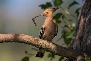 Lepidopterologe gesucht!!!