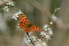 C-Falter als Frühlingsboten