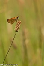 Braunkobiger-Braundickkopffalter auf einer Wiese