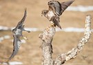 Scheint - Angriff Habicht Mäusebussard