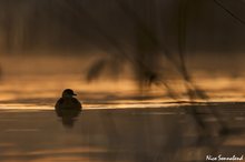 früh am See