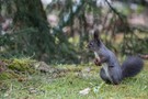 Eichhörnchen (Sciurus vulgaris) - Écureuil - Squirrel