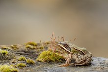 junger Wasserfrosch