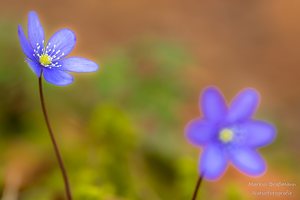 Der Frühling ist da!