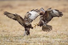 Mäusebussard (Buteo buteo)