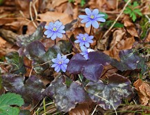 Leberblümchen