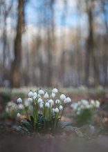 Märzenbecherwald