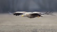 Seeadler im Anflug