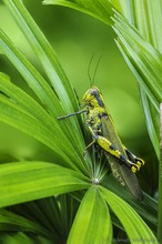 Grashopper