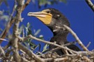 Jungvogel im Nest