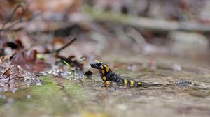 Salamandra salamandra