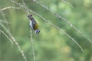 Sommergoldhähnchen