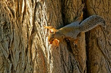 Grauhörnchen (Sciurus carolinensis)