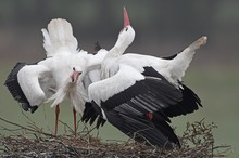 Klapperstorch