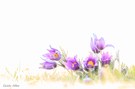 Pulsatilla High-Key