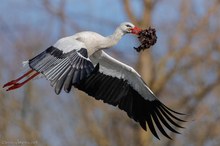 Fleissig am Nestausbau