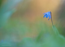 Blaustern im Abendlicht