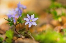 "Hasch mich, ich bin der Frühling"