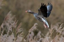 Graugans im Flug