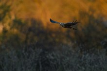 Rohrweihe im letzten Licht