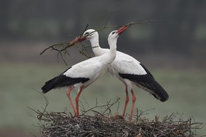 Ich hab Dir was mitgebracht