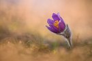 Pulsatilla vulgaris