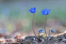 Das Leberblümchen zeigt sich