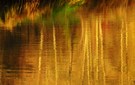Eine Harmonie in gold und gelb ....