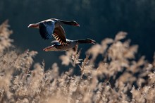 Graugänse im Flug