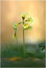 Primula elatior