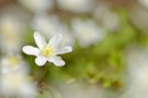 Buschwindröschen (Anemone nemorosa)