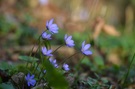 Leberblümchen