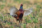 Fasanenhahn (Phasianus colchicus)