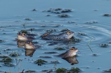 Badetag im noch eiskalten Wasser des Moortümpels.