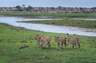 Löwen am Boteti River