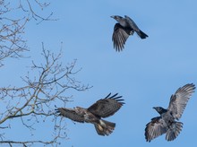 Immer Ärger mit den Rabenvögeln