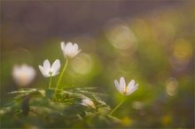 Frühlingsleuchten im Wald